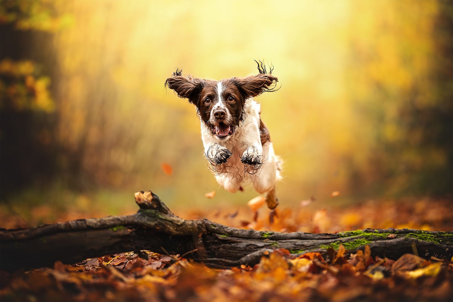 springer spaniel jumping over a log towards the camera in an autumnal west woods, wiltshire