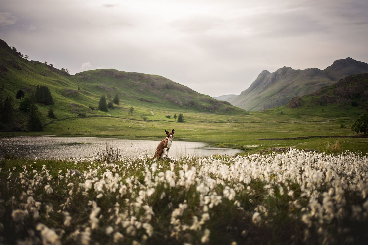 blea tarn Lake District Langdale in spring with dog posing