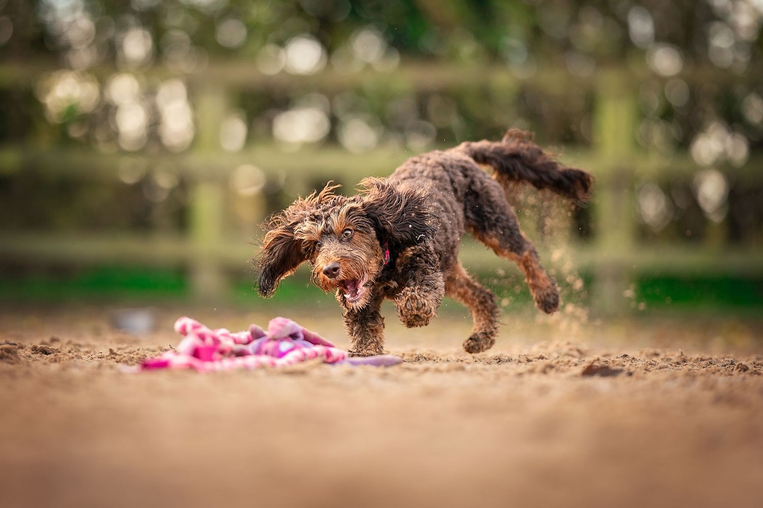 dog just about to grab a dog toy off the ground