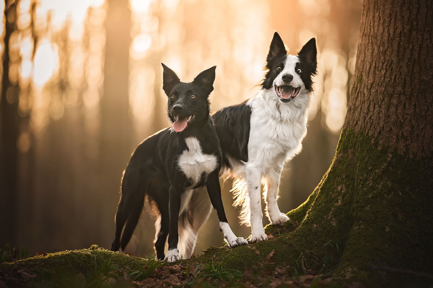 two dogs posing together next to a tree