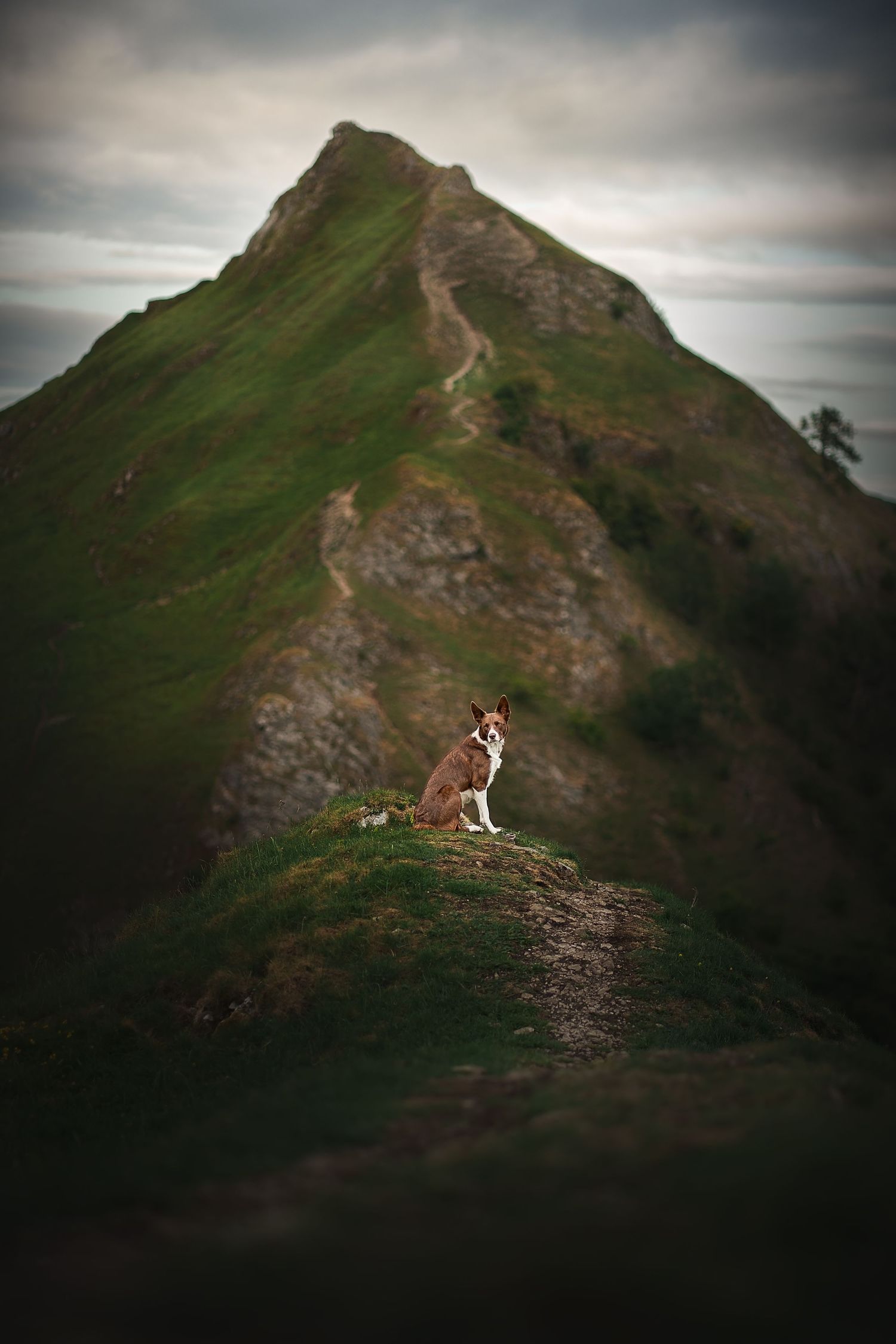 dog on chrome hill looking towards parkhouse hill peak district