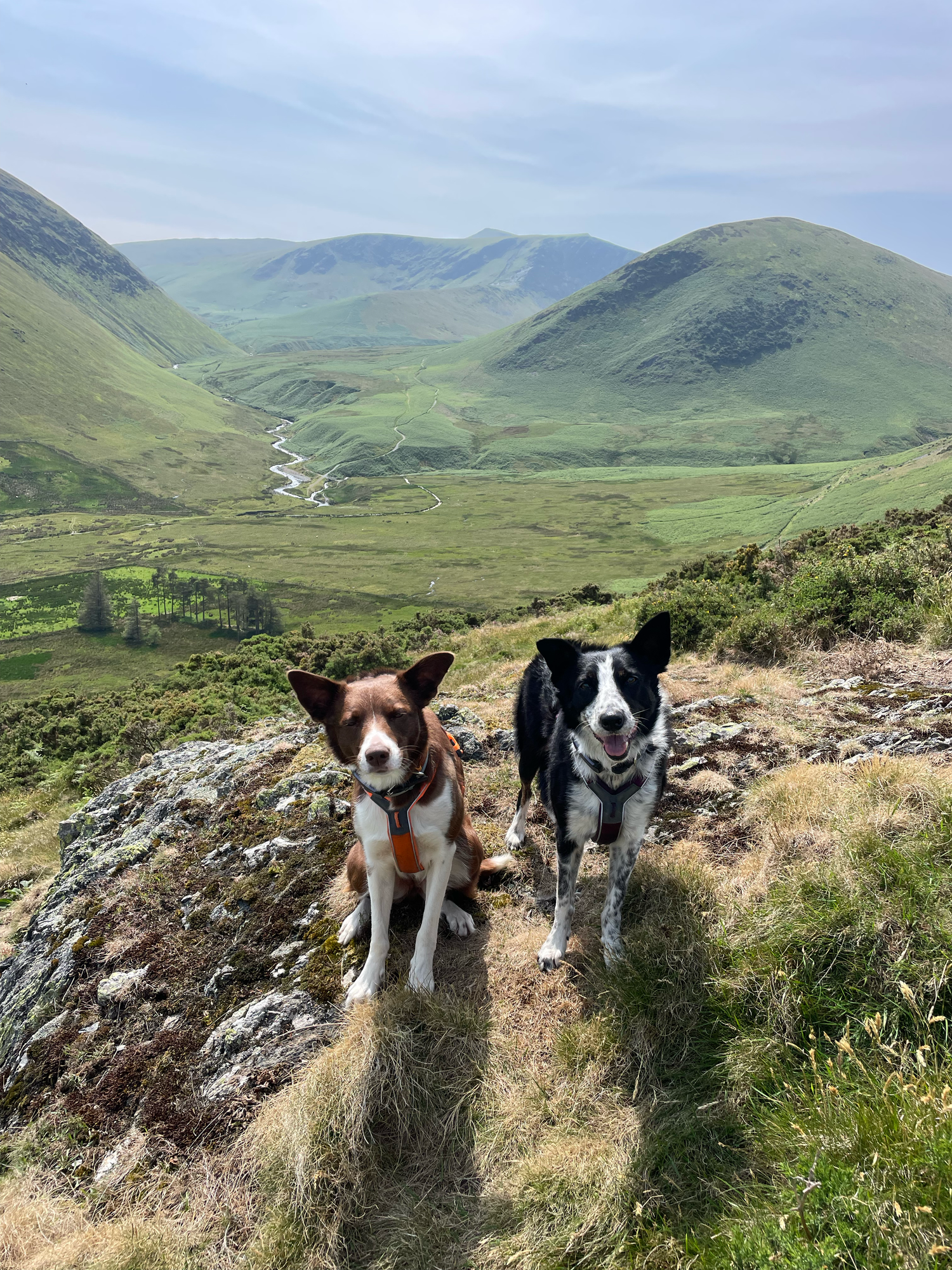 hiking Lake District with dogs
