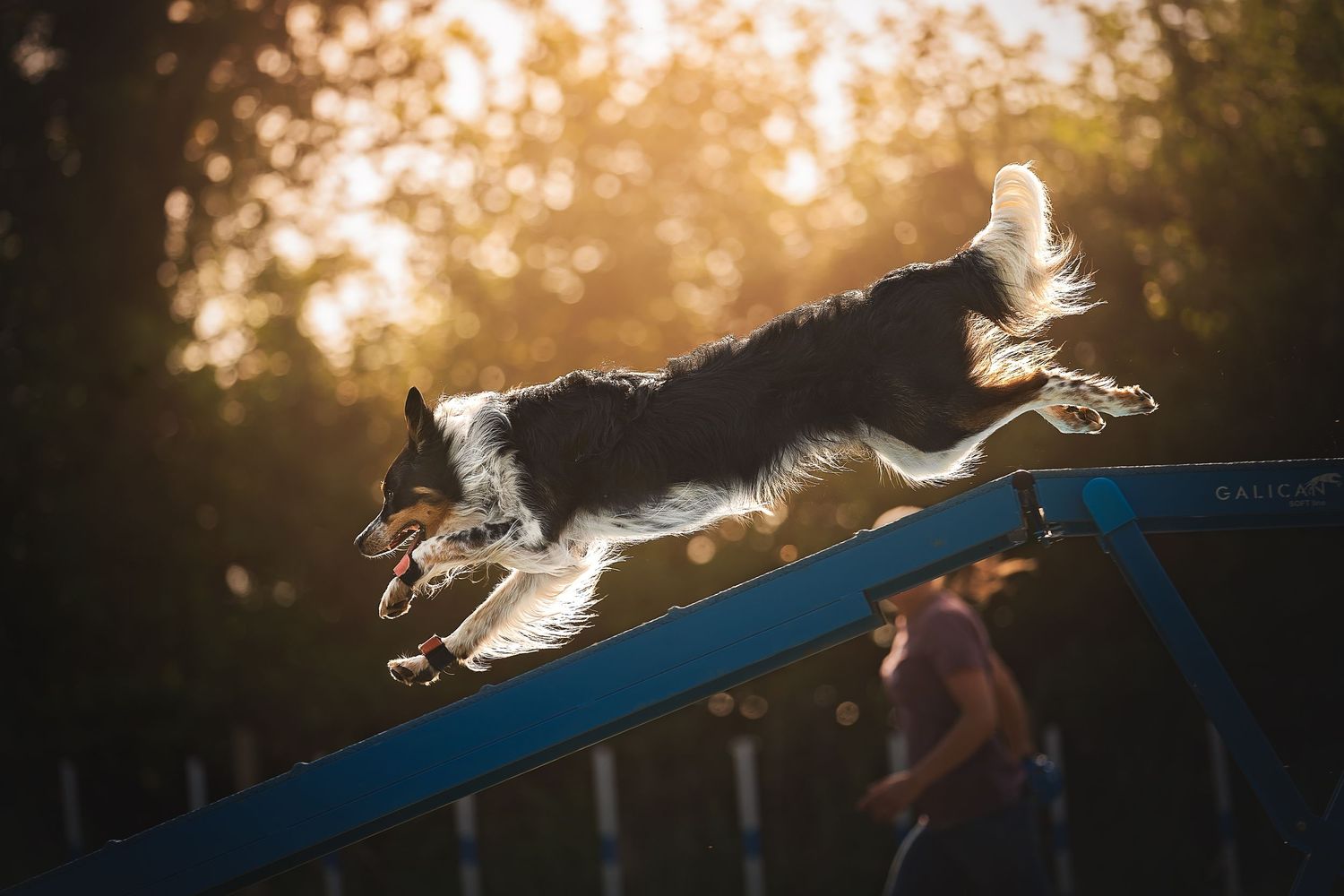 border collie running over the dog walk doing dog agility