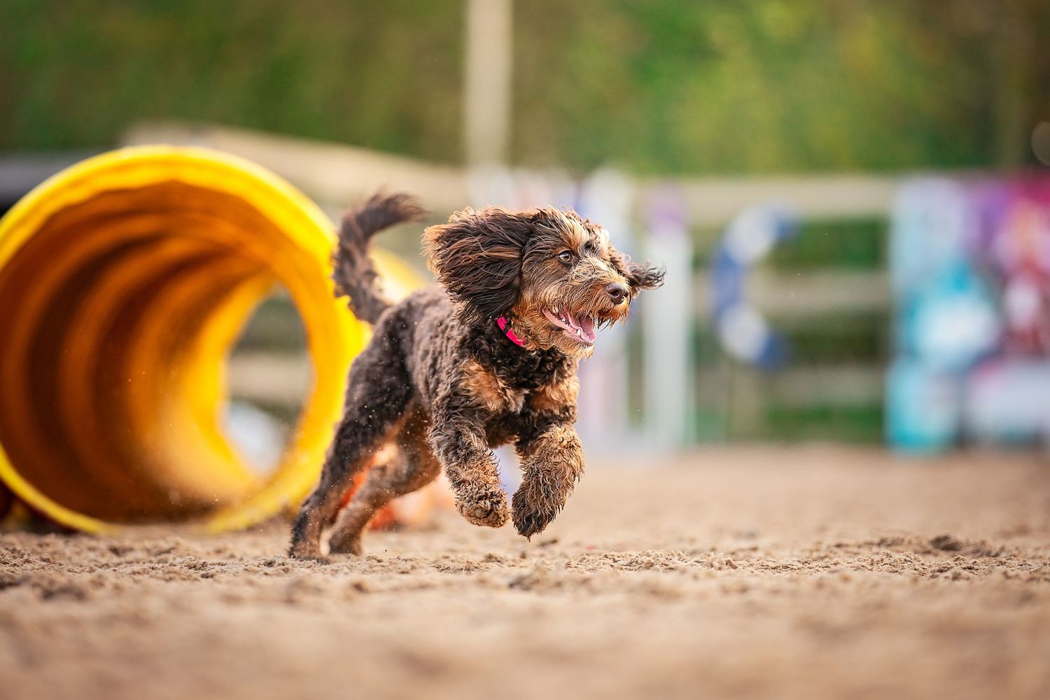 a dog having just ran out of a tunnel at dog agility
