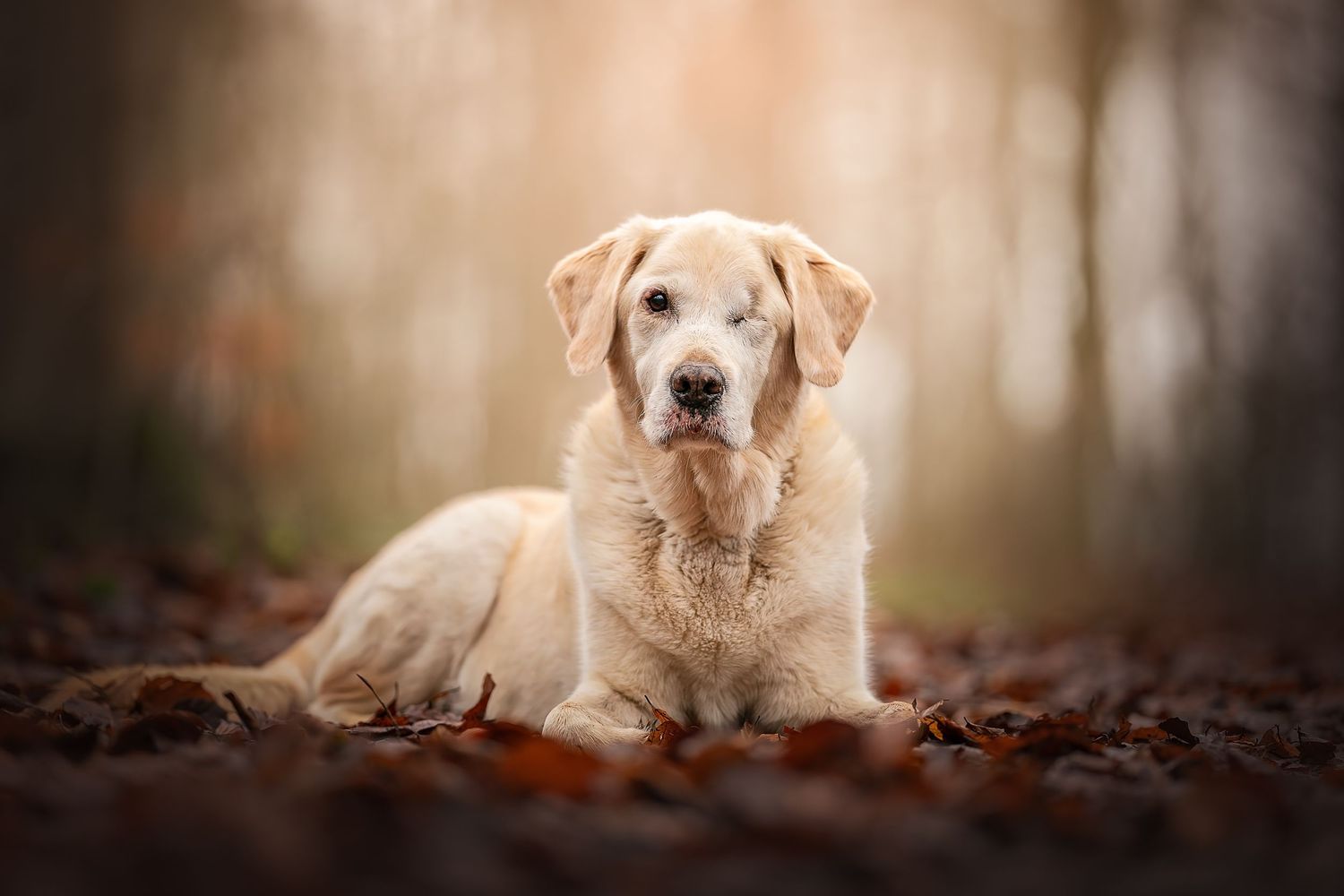 retriever dog with one eye leg down posing for a fine art portrait in a autumnal woodland in west woods wiltshire