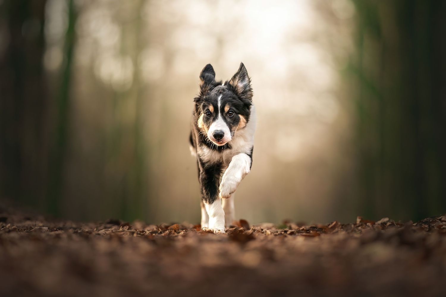 a border collie puppy running at the camera in a woodland with soft lighting in Wales