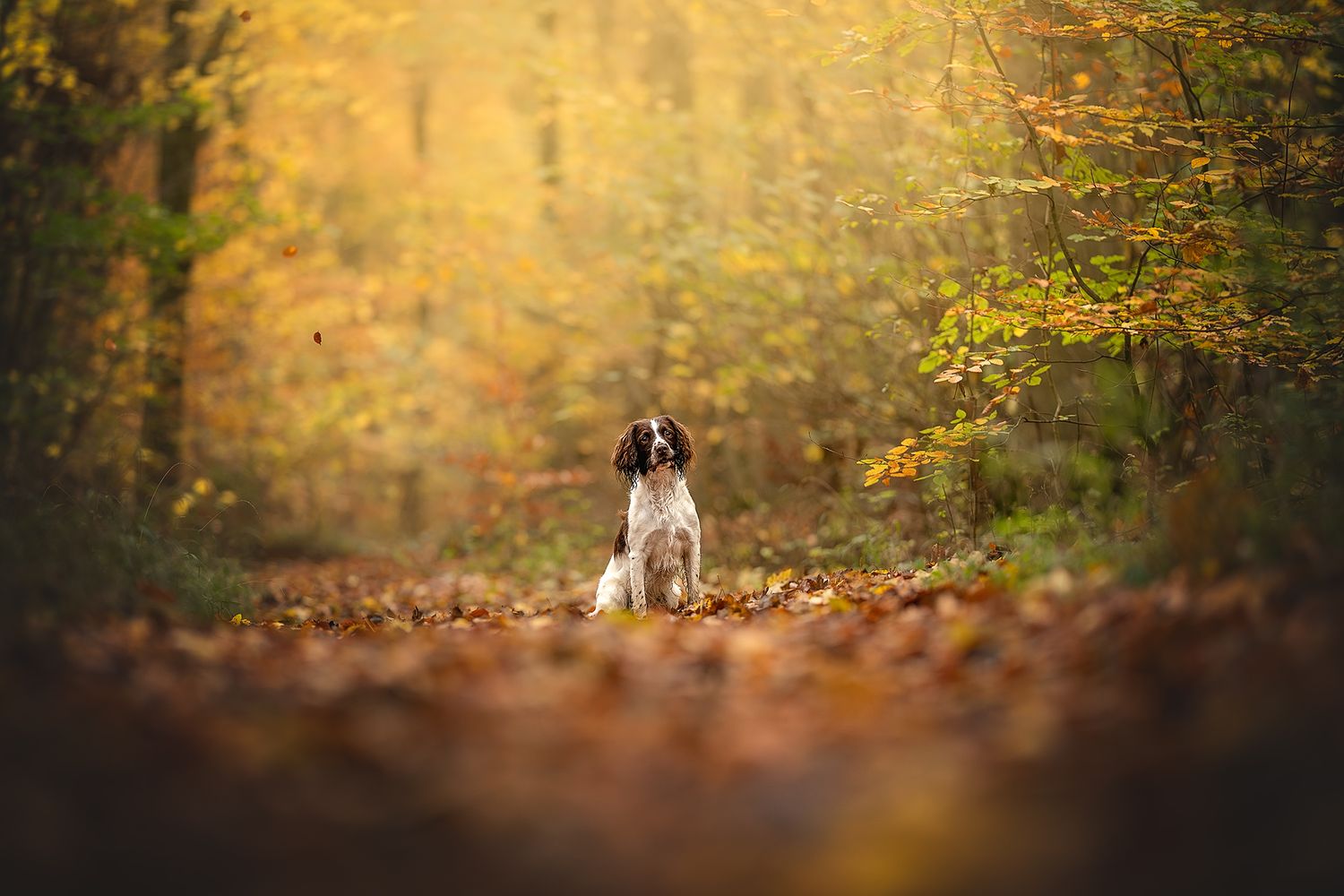 springer spaniel in an autumnal forest west woods Marlborough