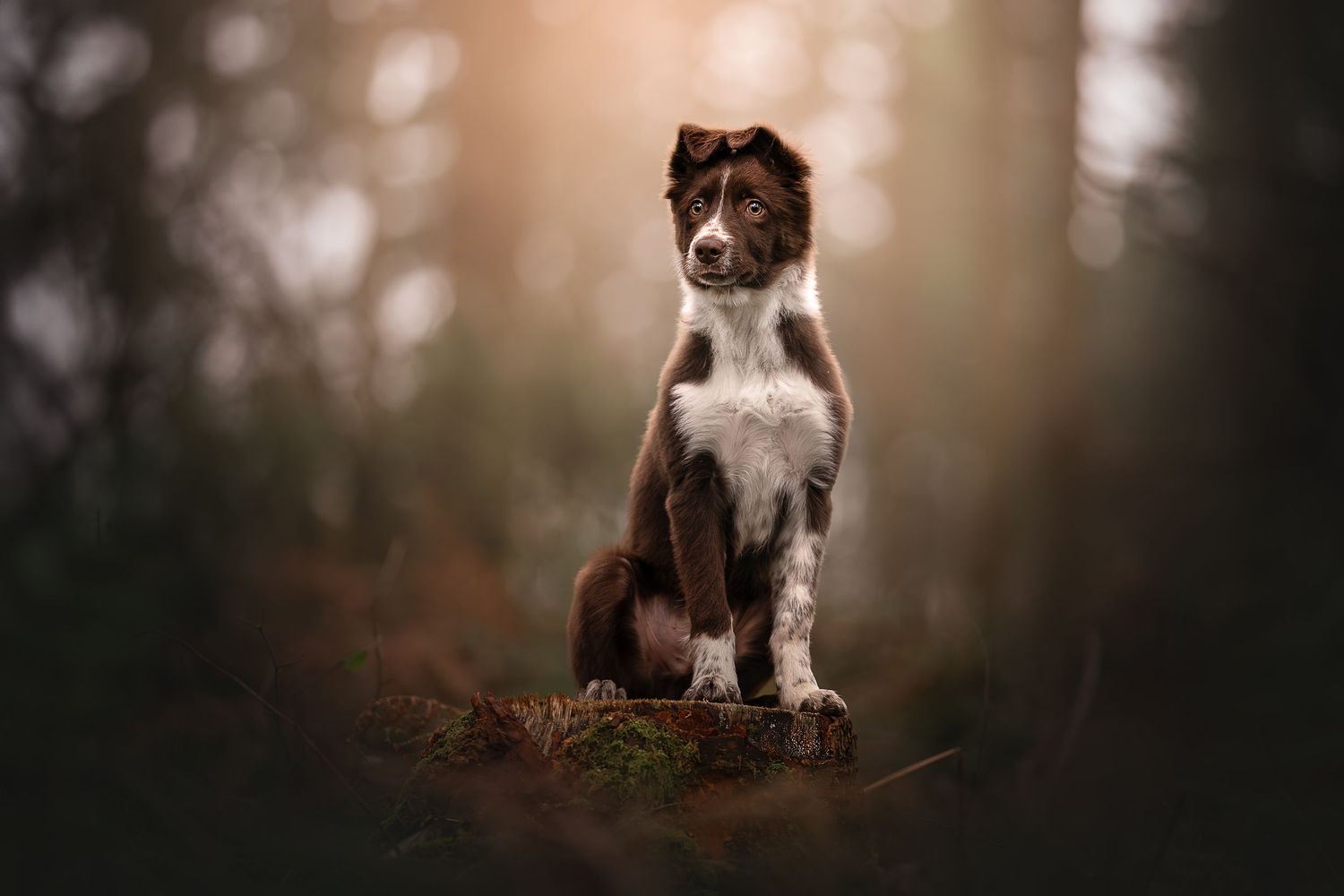 border collie puppy posing on a tree stump in a woodland