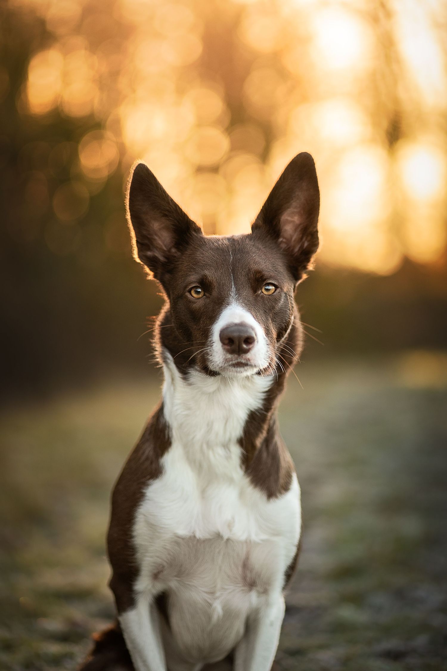 fine art portrait of a red border collie at golden hour
