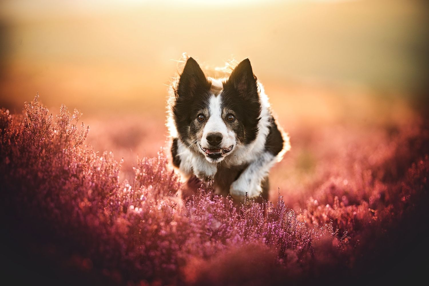 a dog running through the heather towards the camera in the peak district