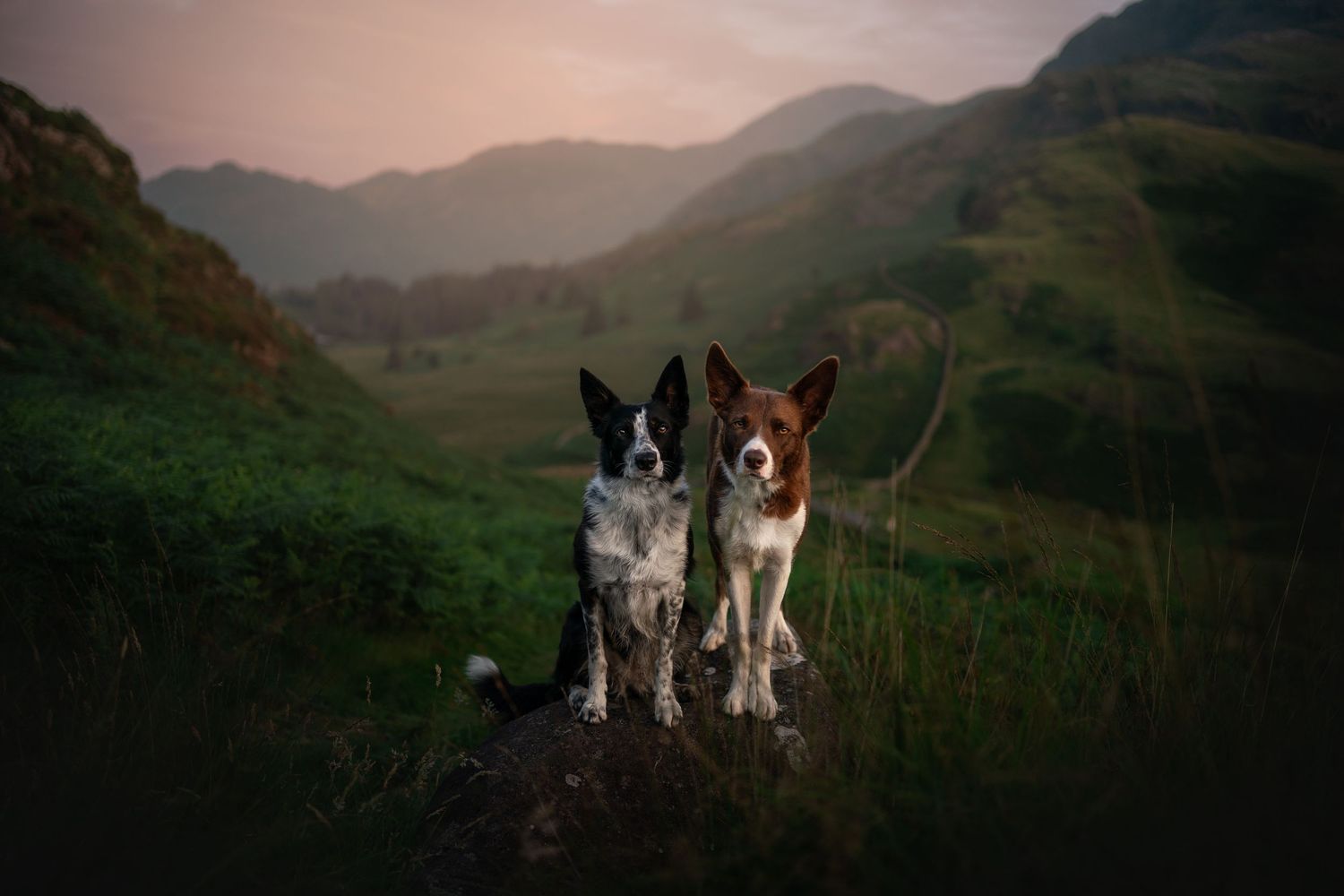 two border collie dogs posing in the lake district off the side of side pike with blea tarn in the background in the langdale pikes