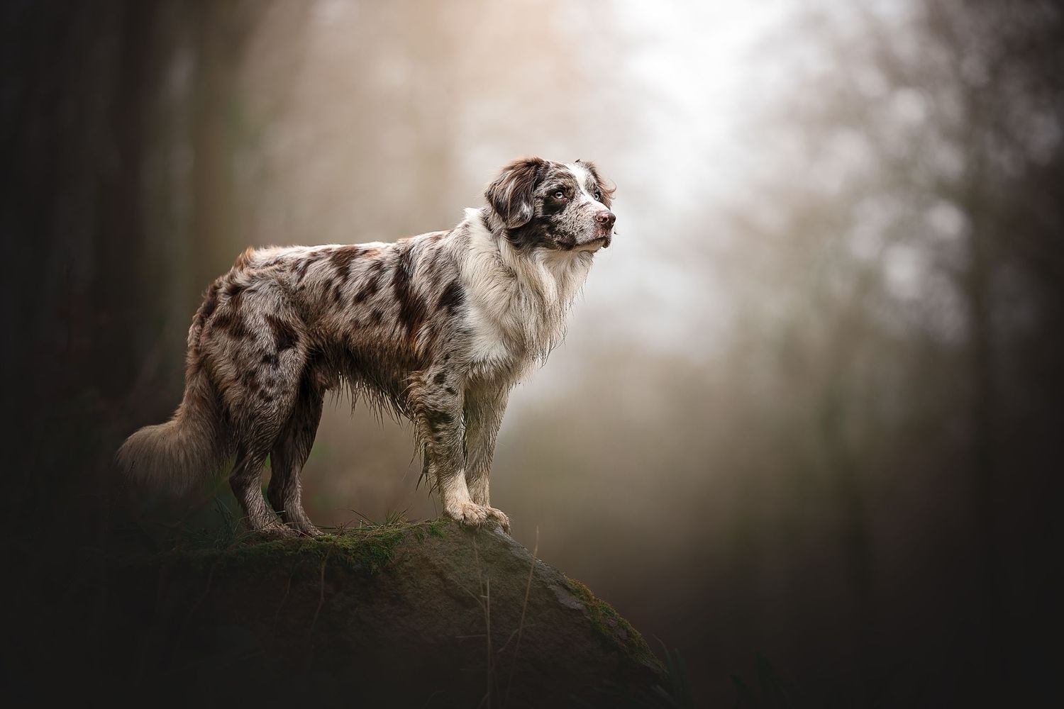 a mixed breed merle dog stood on a rock