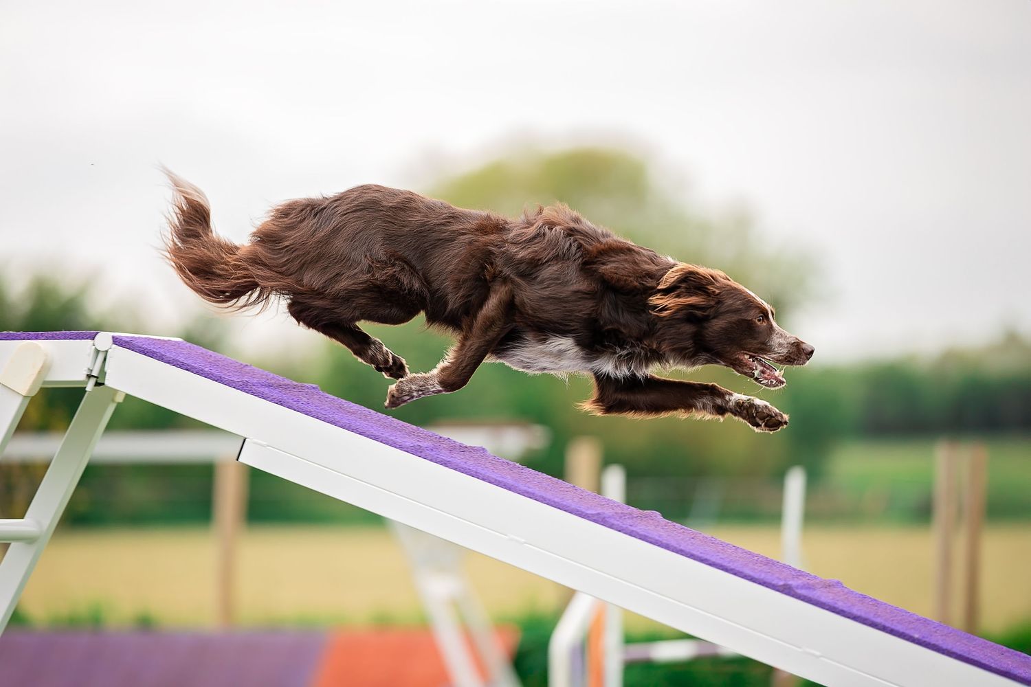 border collie running on the dog walk in dog agility