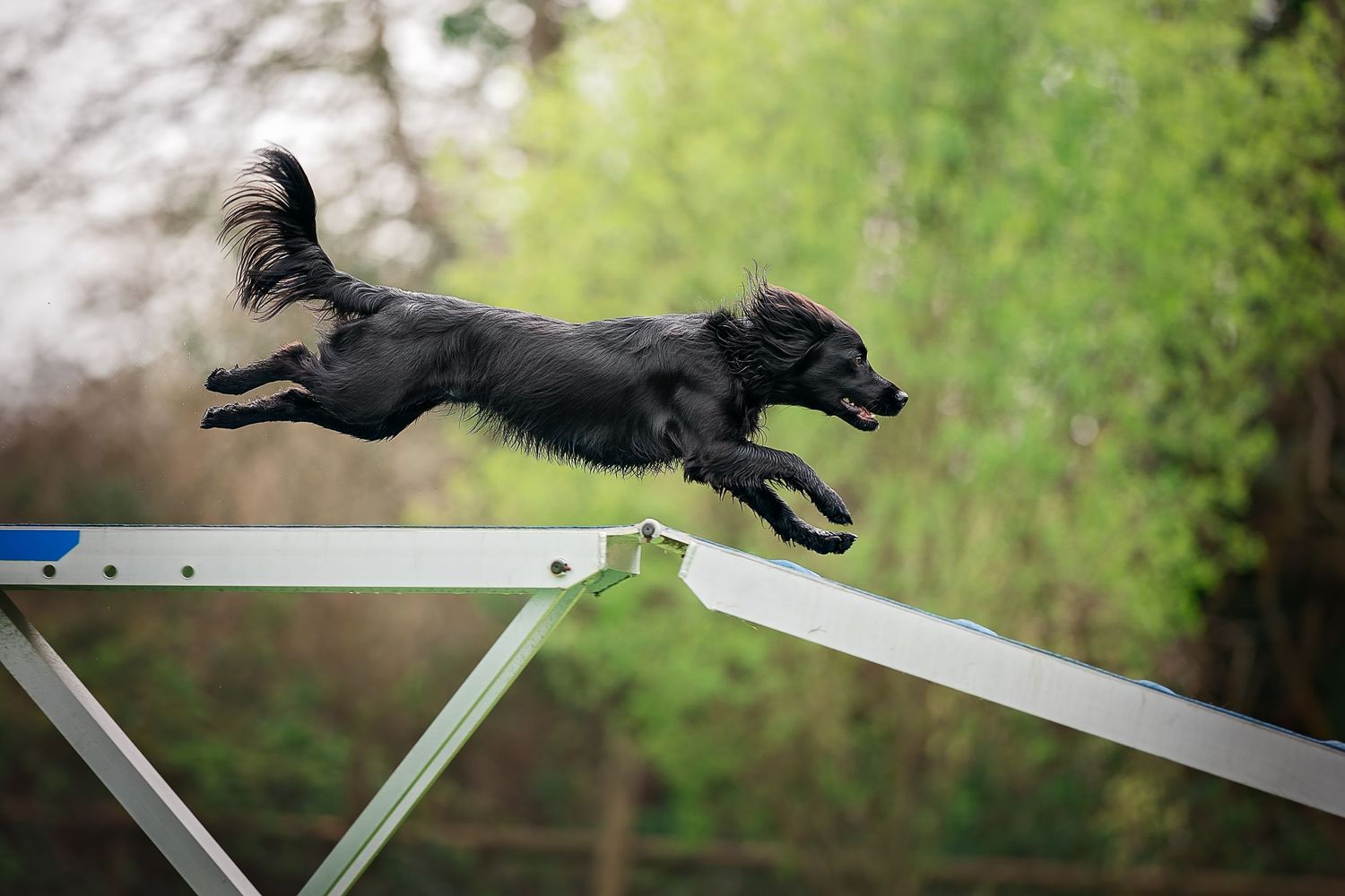 a cocker spaniel running over a dog walk doing dog agility