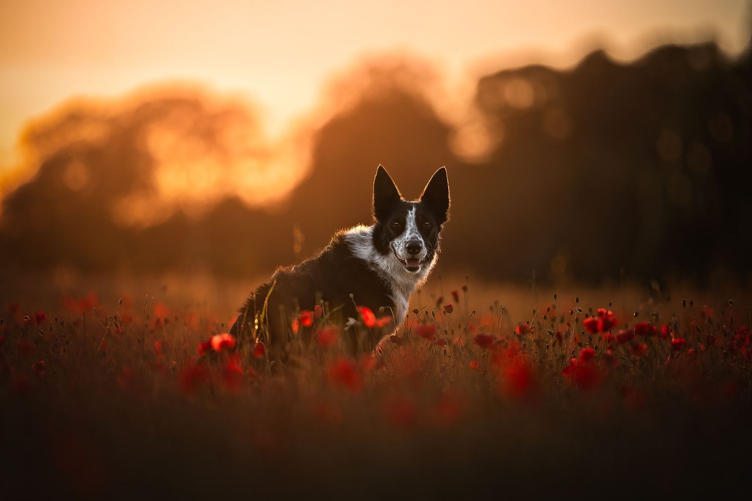 a border collie glancing over her shoulder in a poppy field at golden hour