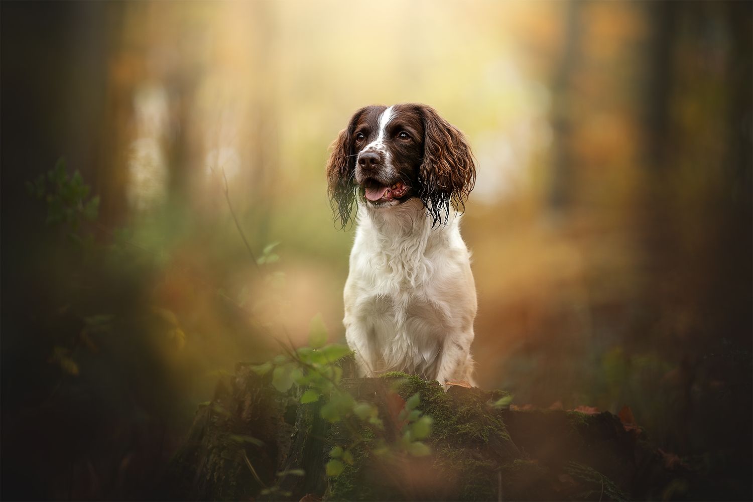 a fine art headshot portrait of a springer spaniel in the woods