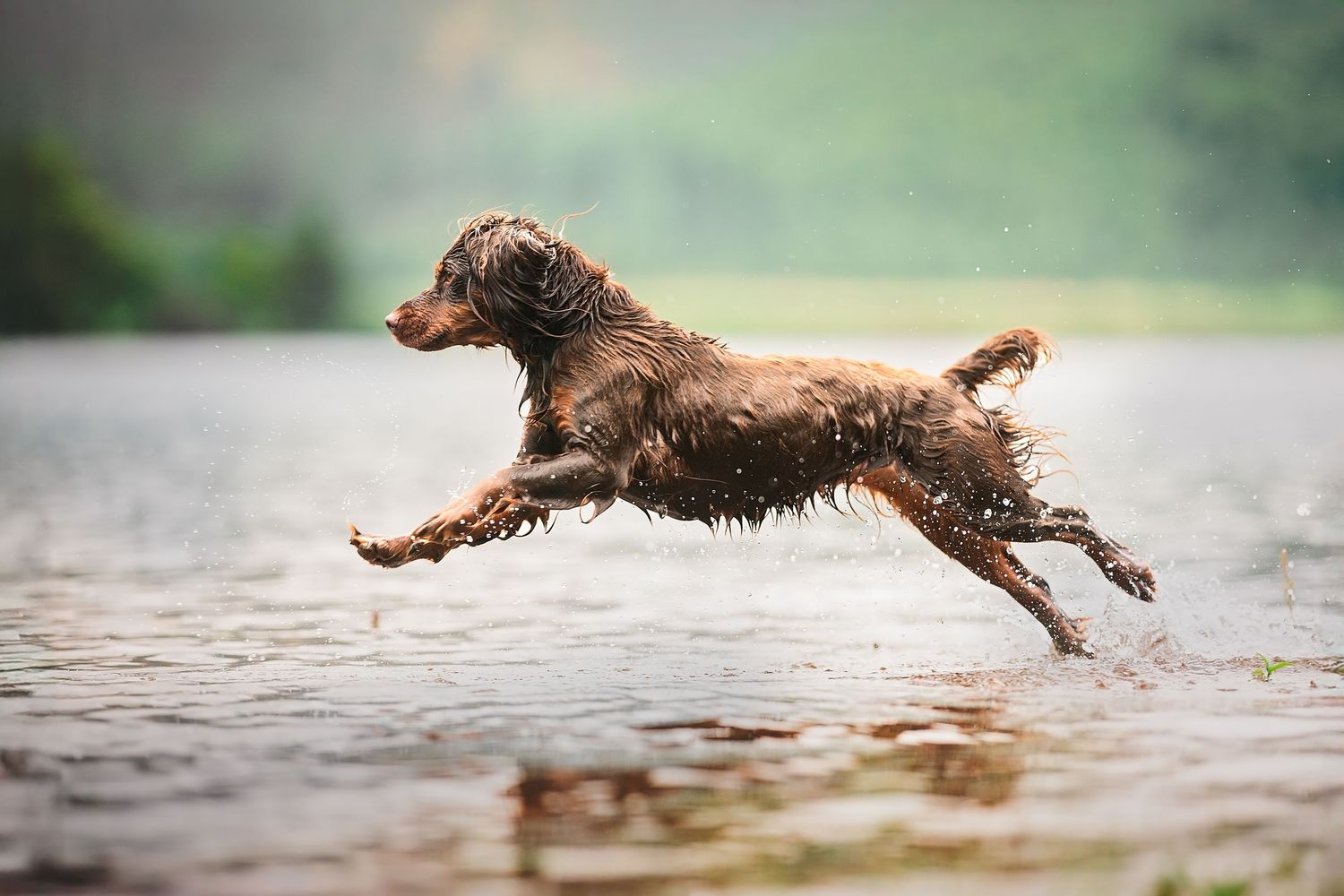 ennerdale water Lake District dog running through water
