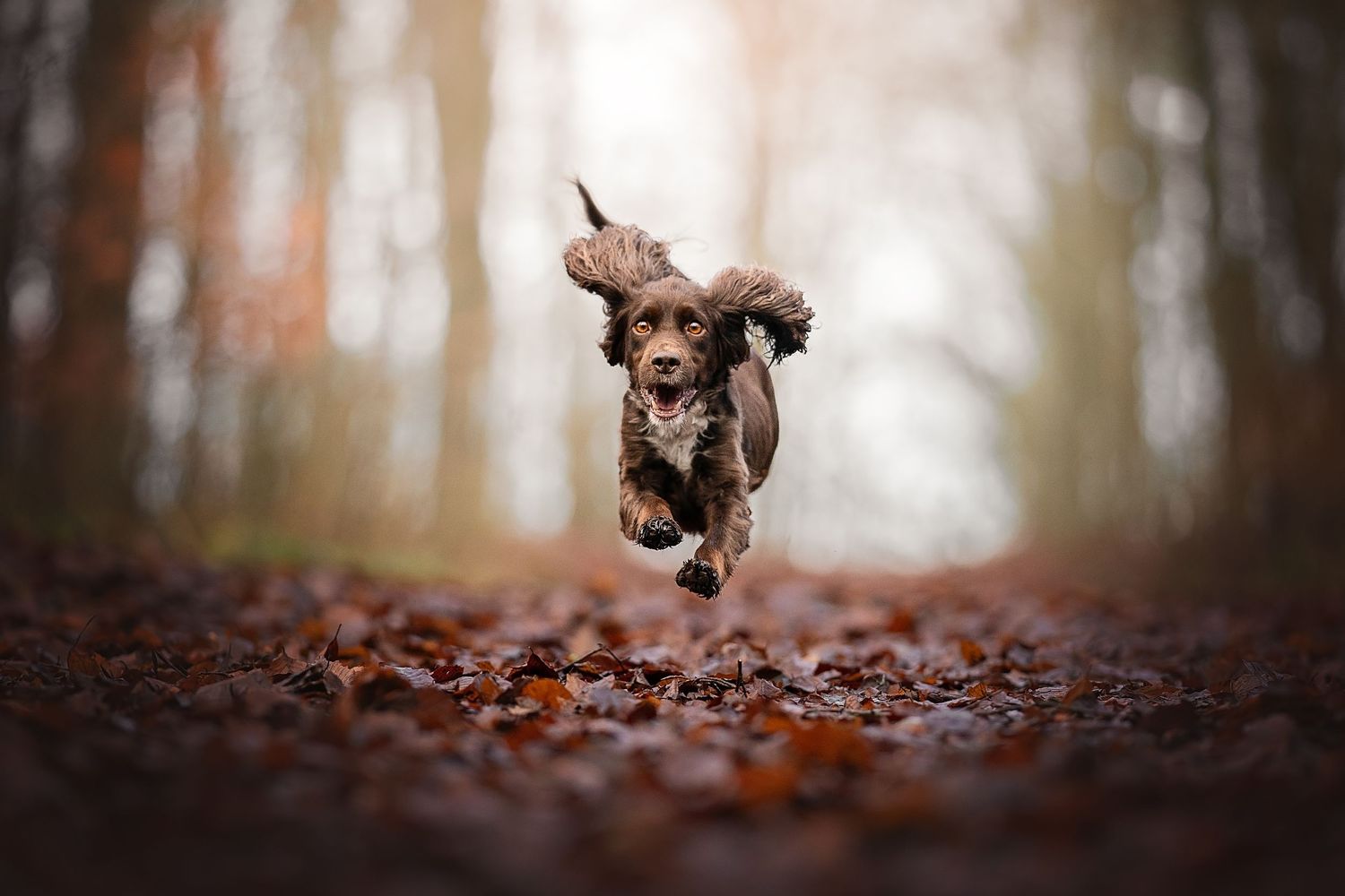 a cocker spaniel running fast at the camera in autumnal colours