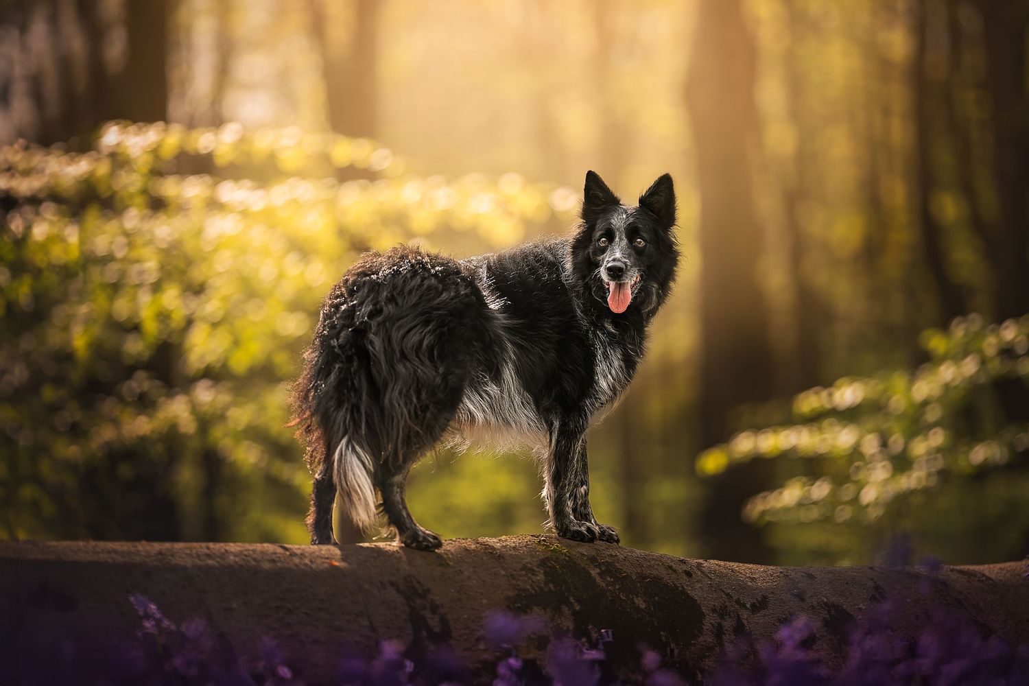 border collie stood on a log at west woods in the bluebells