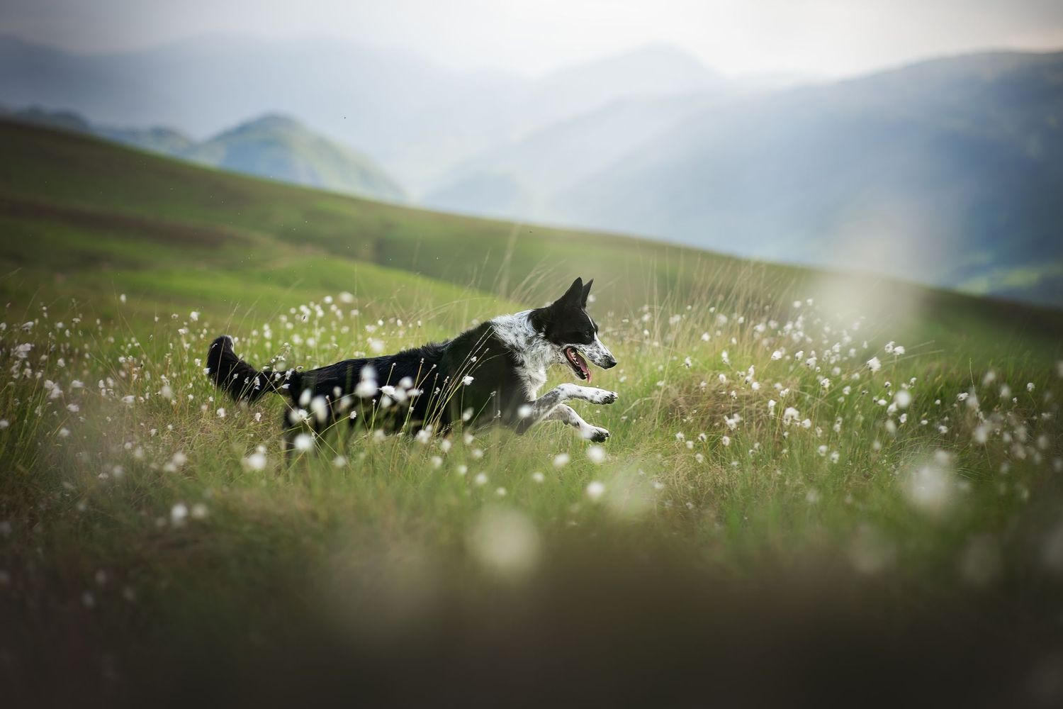 border collie dog photography running In the mountains
