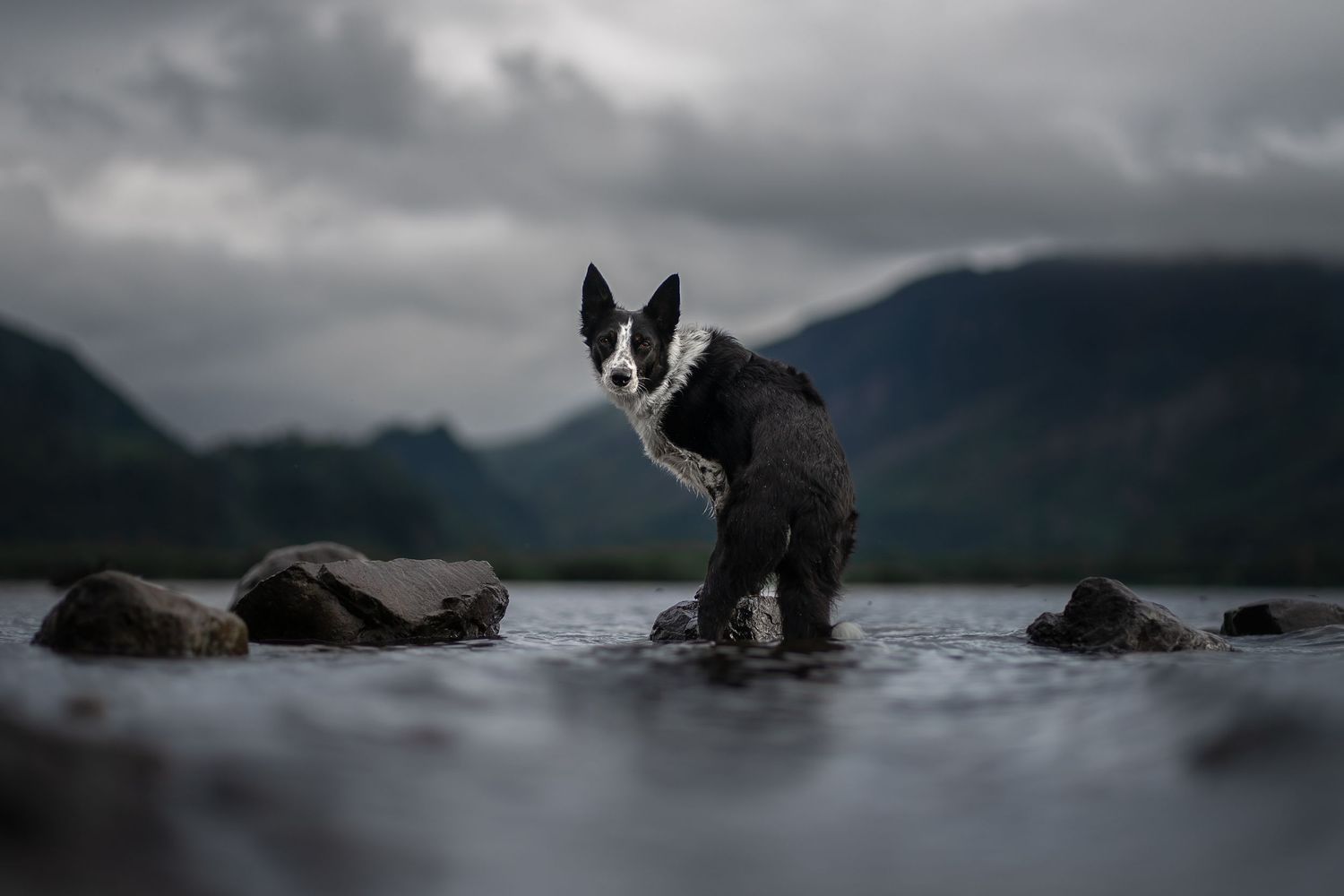 a border collie dog posing on a rock in a lake in the lake district