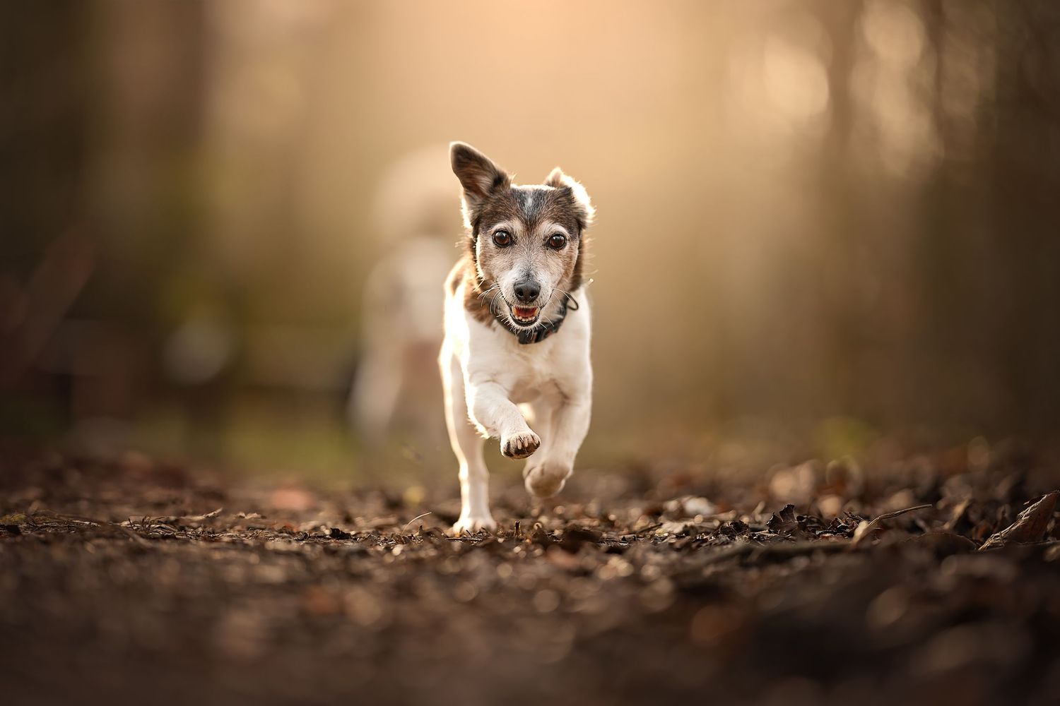 a older terrier running towards the camera in a wiltshire woodland at golden hour