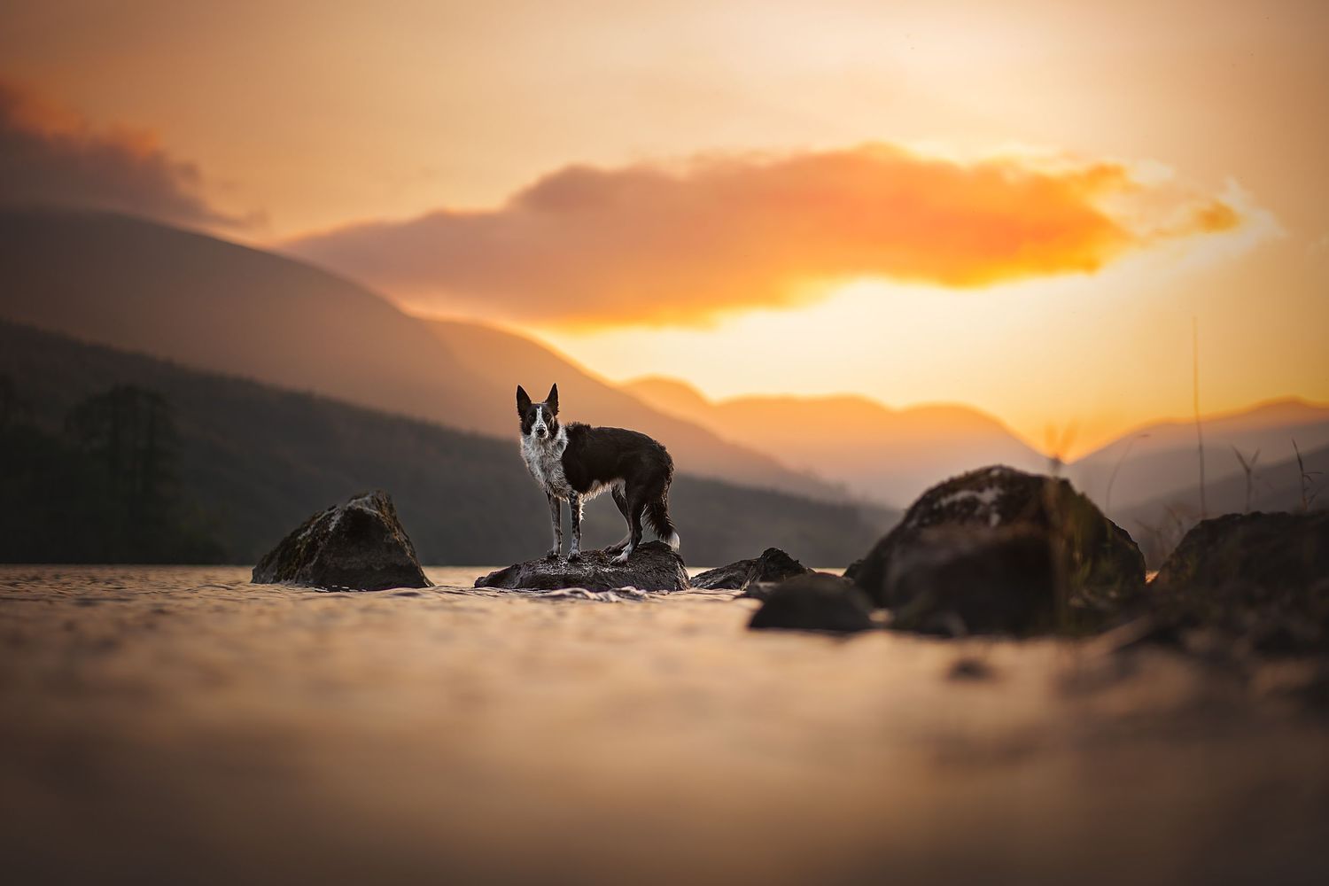 a border collie dog posing on a rock on a lake a golden hour in fort William, scotland