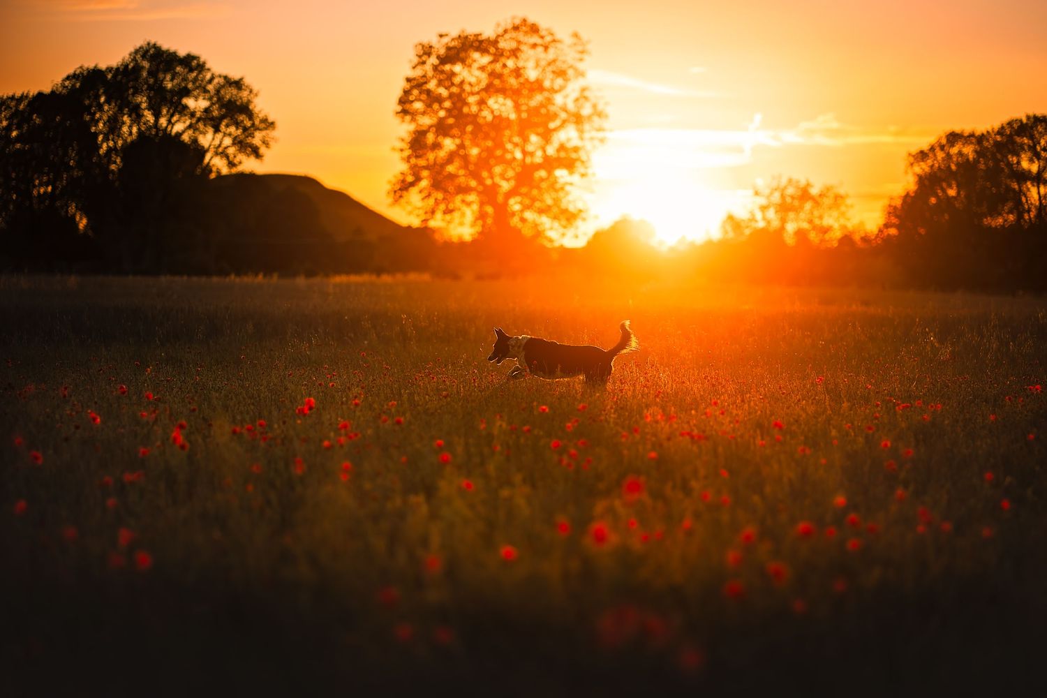 border collie running in a poppy field at golden hour in Avebury, wiltshire, silbury hill in the background