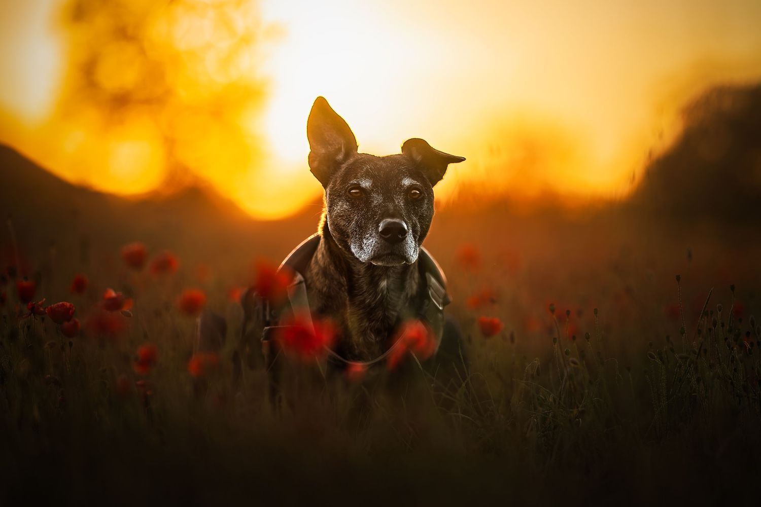 a mixed breed dog stood among a poppy field at golden hour in Avebury wiltshire