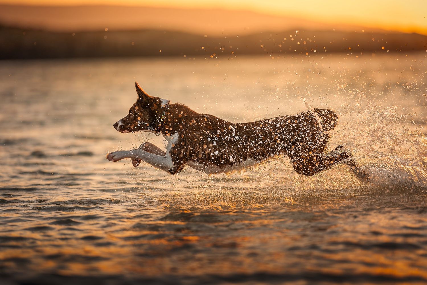 a border collie leaping in the the sea at golden hour at coral beach, Isle of Skye, scotland