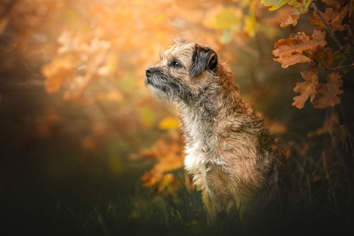 a side on portrait of border terrier sat among autumn leaves