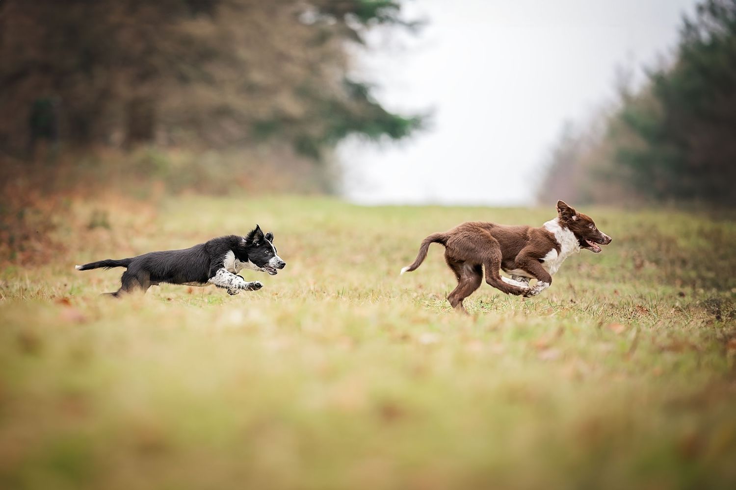 two border collie puppies running and chasing each other in a field in Worcestershire