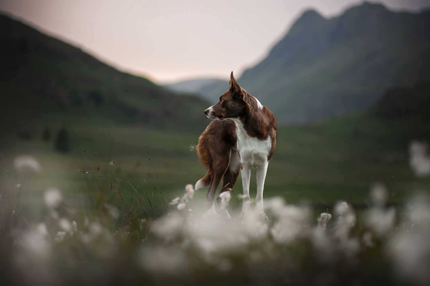 blea tarn dog photography