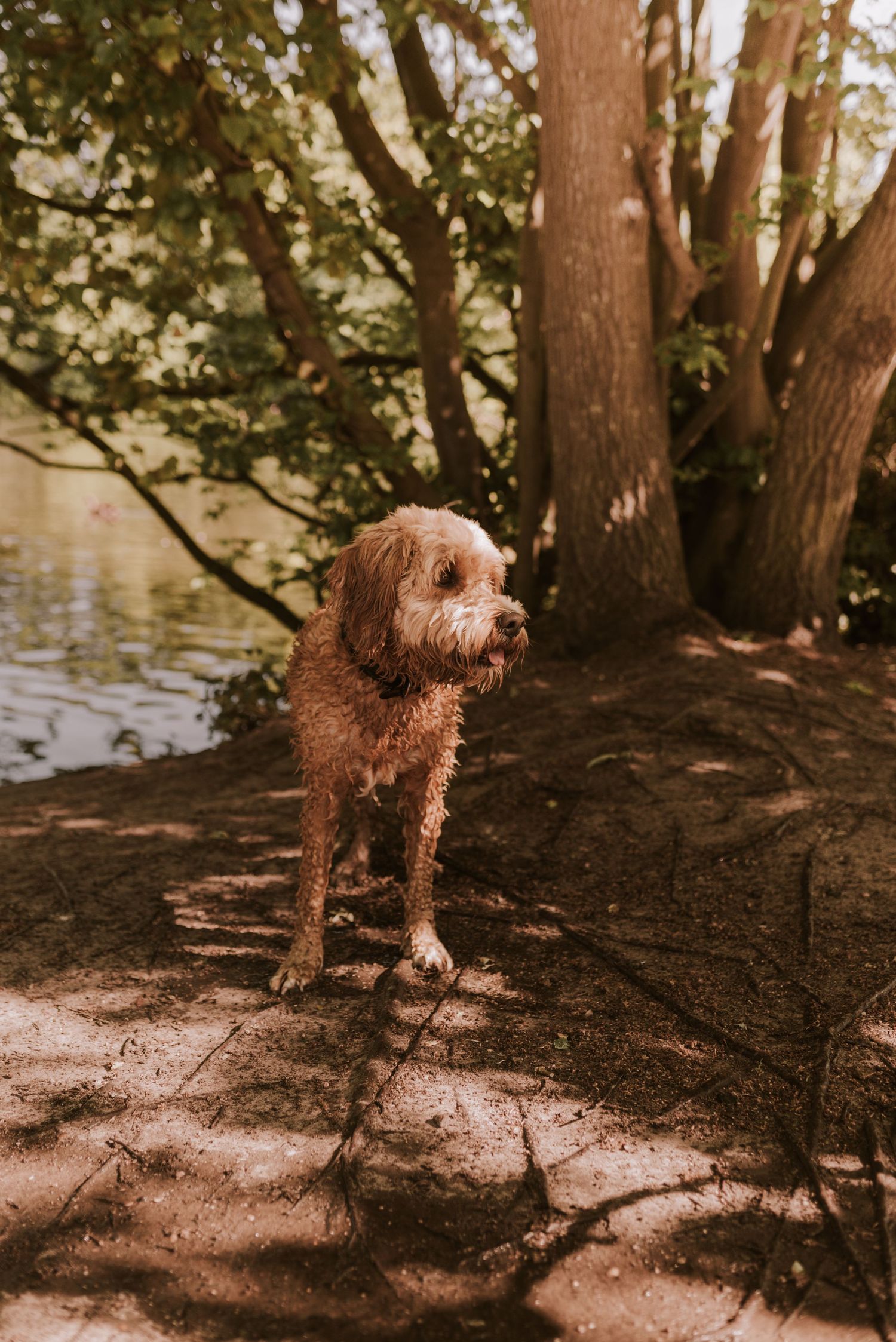A brown curly-haired dog stands on a dirt path near water and trees.