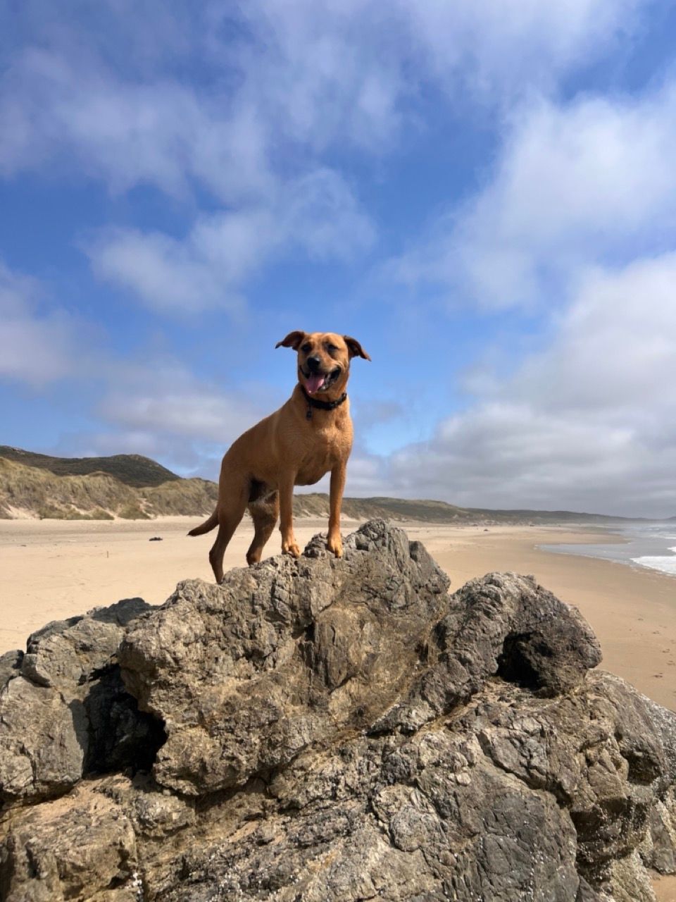 A brown dog stands proudly on coastal rocks overlooking a dramatic beach landscape.