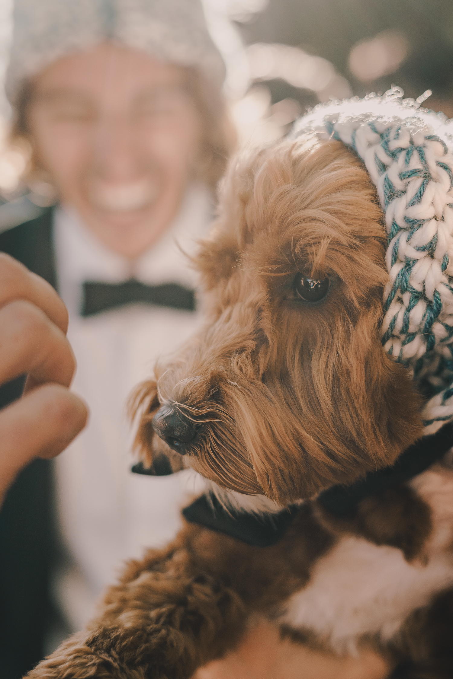 Candid close-up of a brown Yorkshire terrier dog at a wedding event.