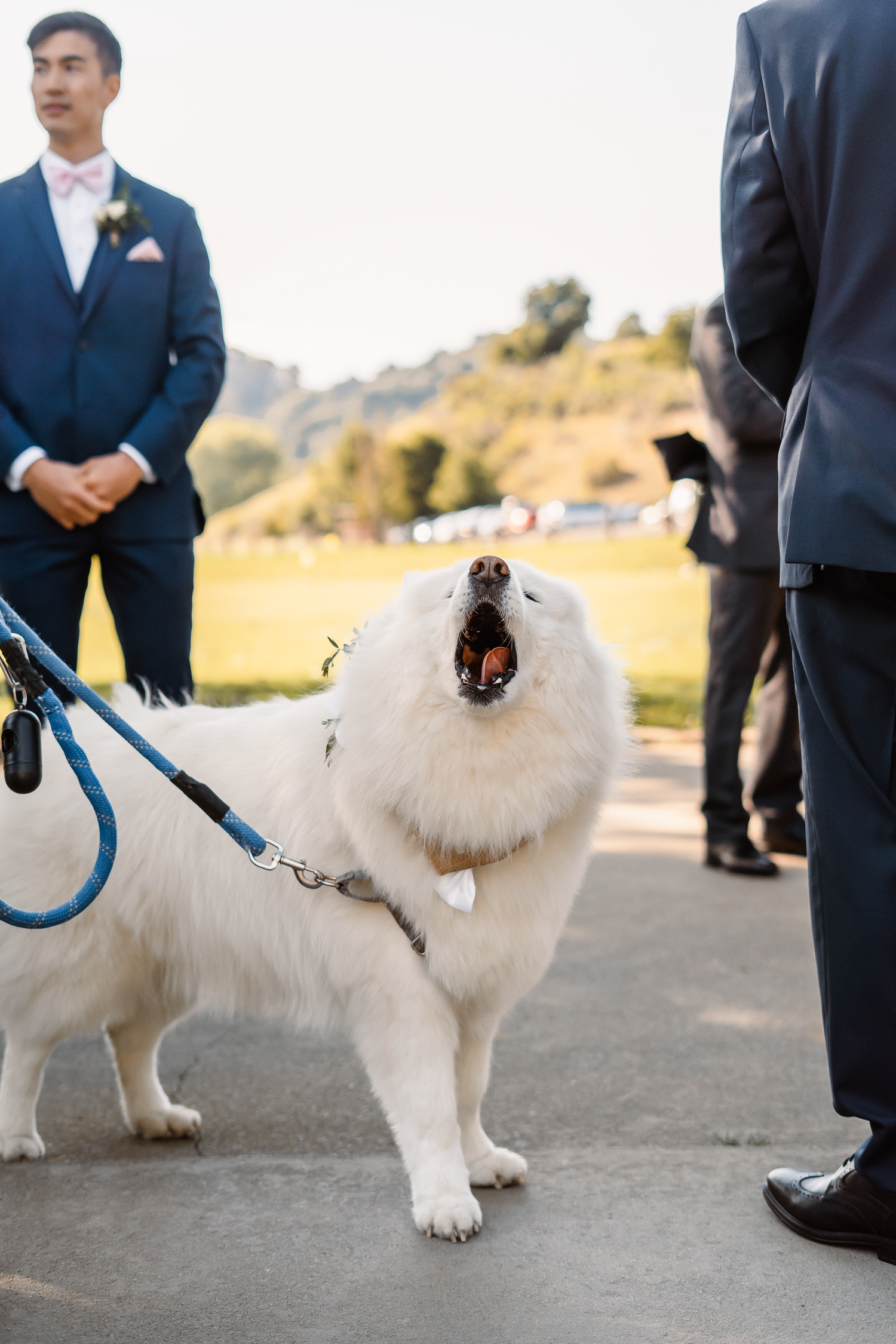 A fluffy white dog yawns while on a leash at an outdoor wedding with formal attire.