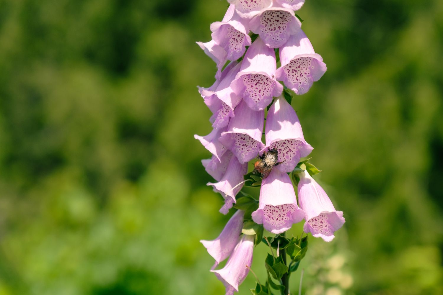 Pink foxglove flowers bloom in vibrant clusters against a blurred green background.