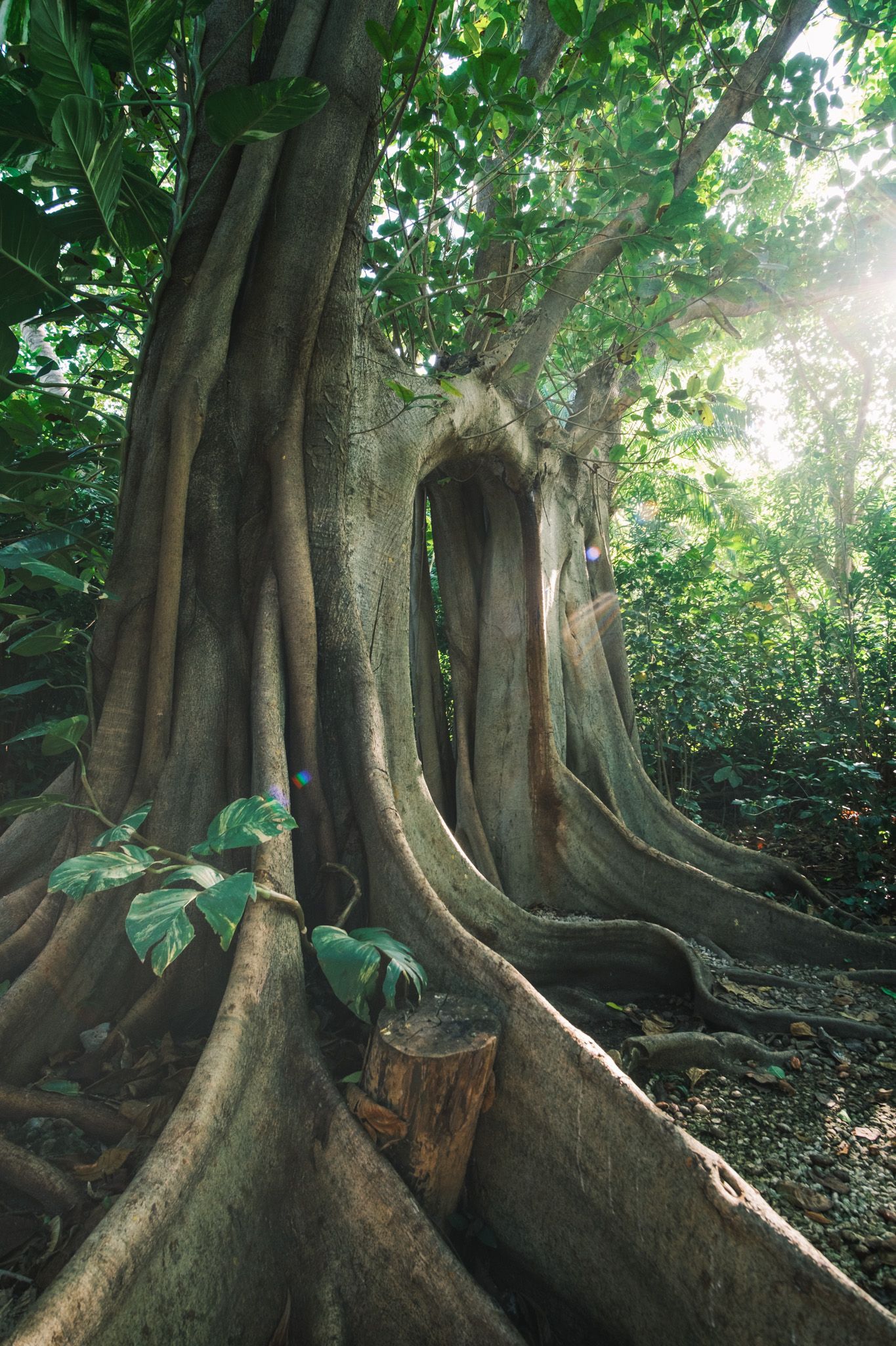 Massive tree with exposed buttress roots in a lush tropical forest setting.