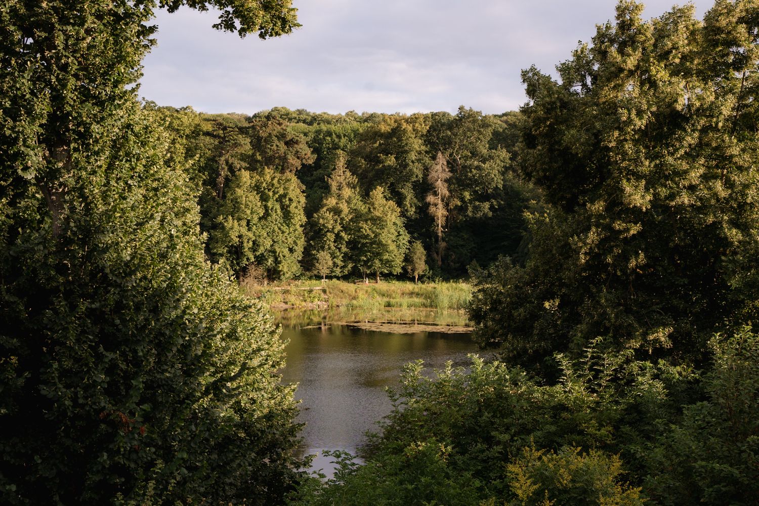 A serene lake surrounded by lush green trees and forest on a sunny summer day.