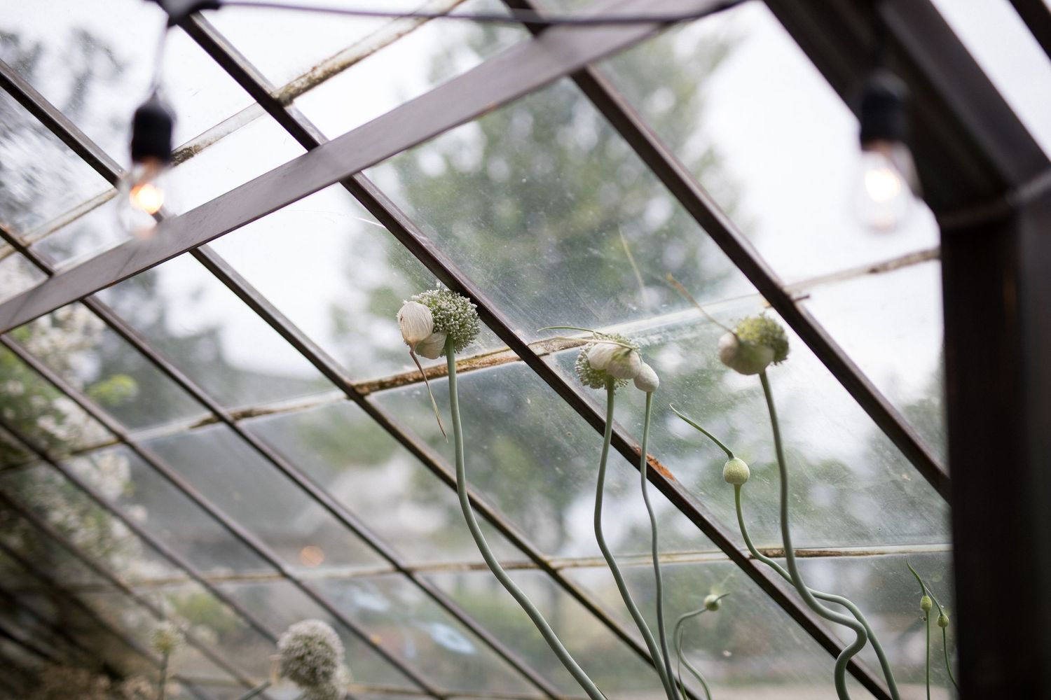 Diagonal metal beams and glass panels of a greenhouse ceiling with delicate vines growing along the structure.