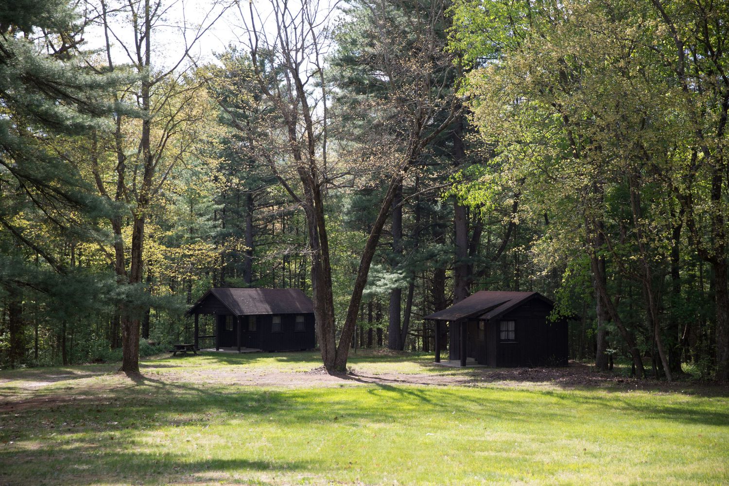 Two dark wooden cabins nestled among tall trees in a lush green forest clearing on a sunny day.