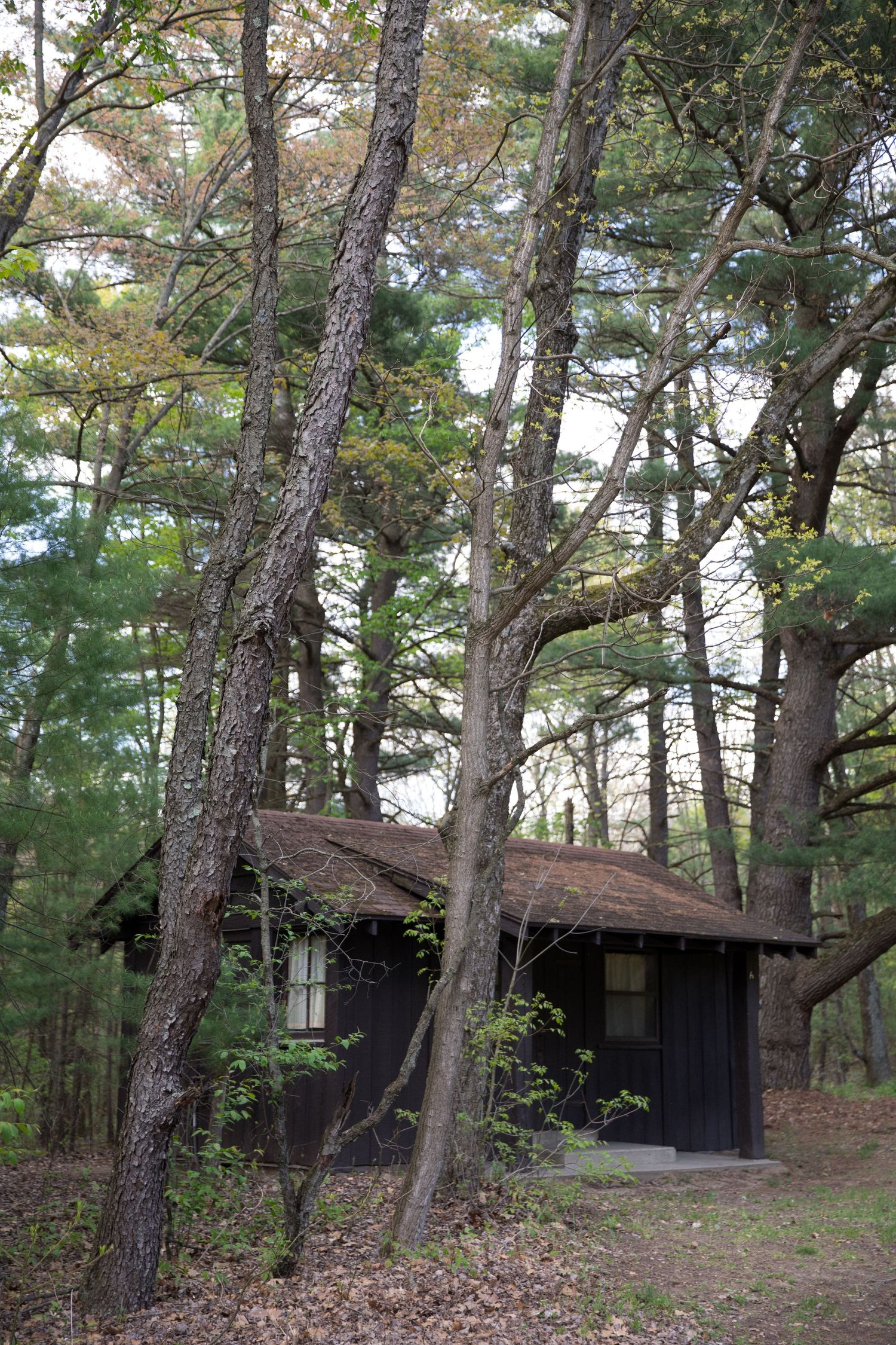 A dark wooden cabin nestled among tall trees in a dense forest with fallen leaves on the ground.
