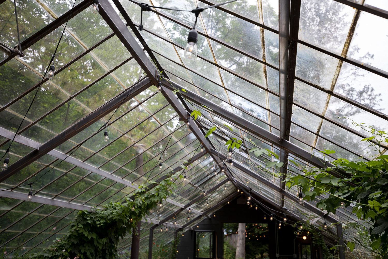 Sunlight streams through a glass greenhouse ceiling with climbing vines growing along the metal support beams.