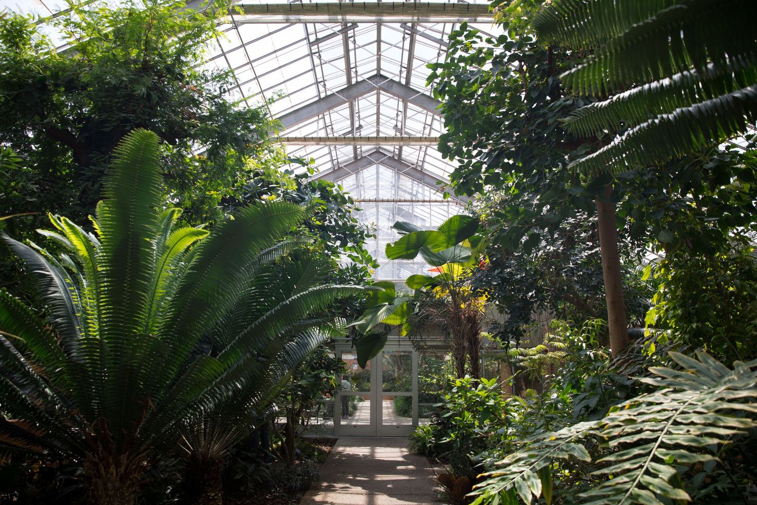 Lush tropical greenhouse interior with towering ferns and palms beneath a glass roof.