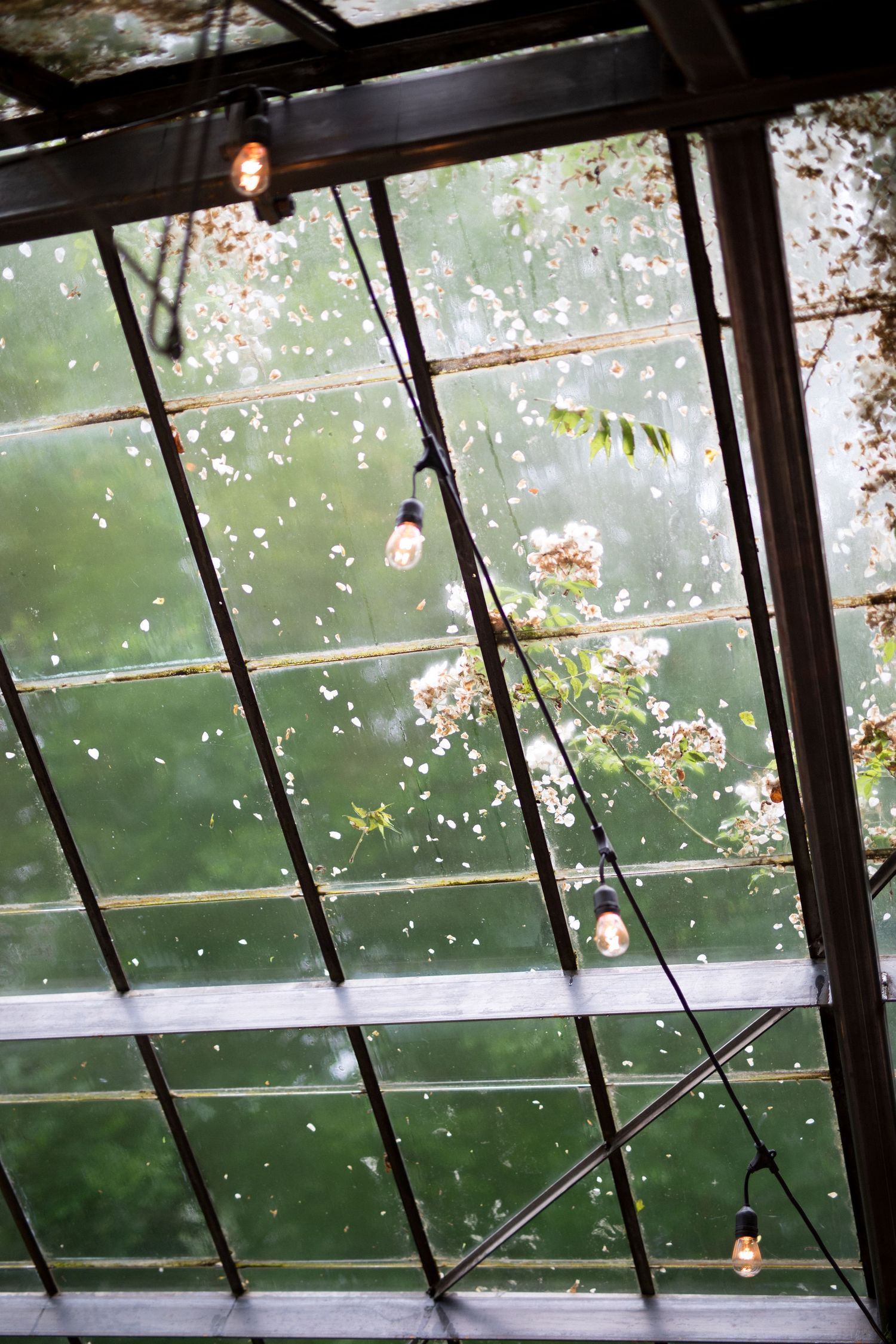 String lights hang from a glass greenhouse ceiling with raindrops and soft green foliage visible through the panes.