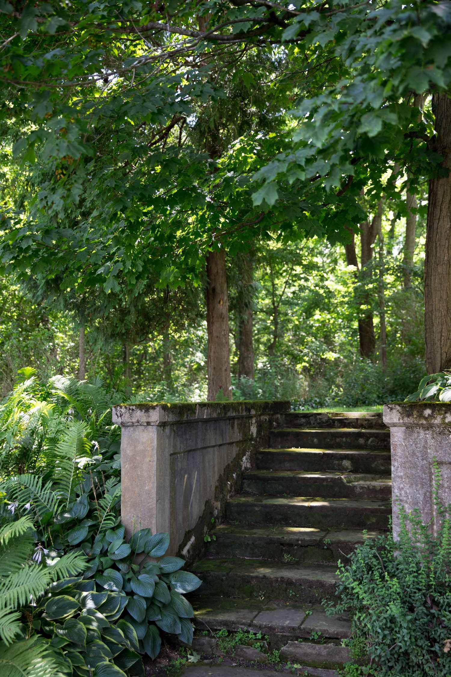 Stone steps surrounded by lush greenery lead up a wooded path in a tranquil garden setting.