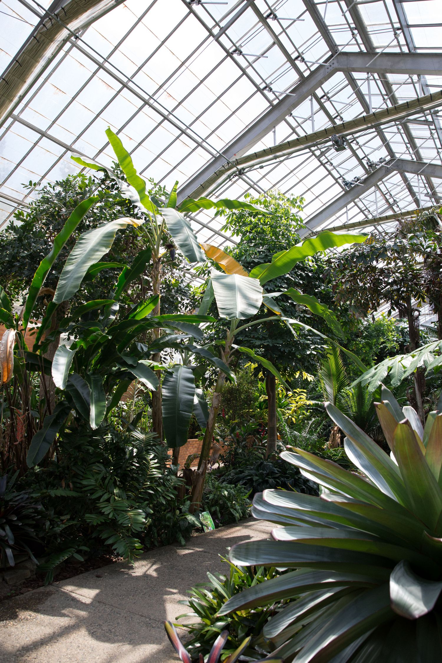 Lush tropical greenhouse interior with banana trees and exotic plants under a glass ceiling.