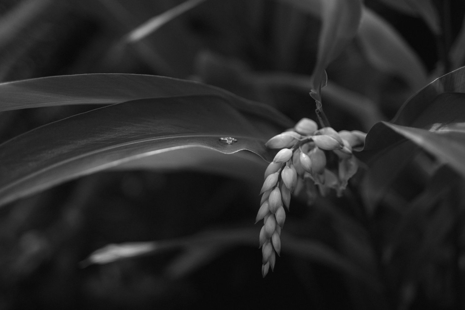 Close-up black and white macro shot of a delicate hanging plant with textural details.