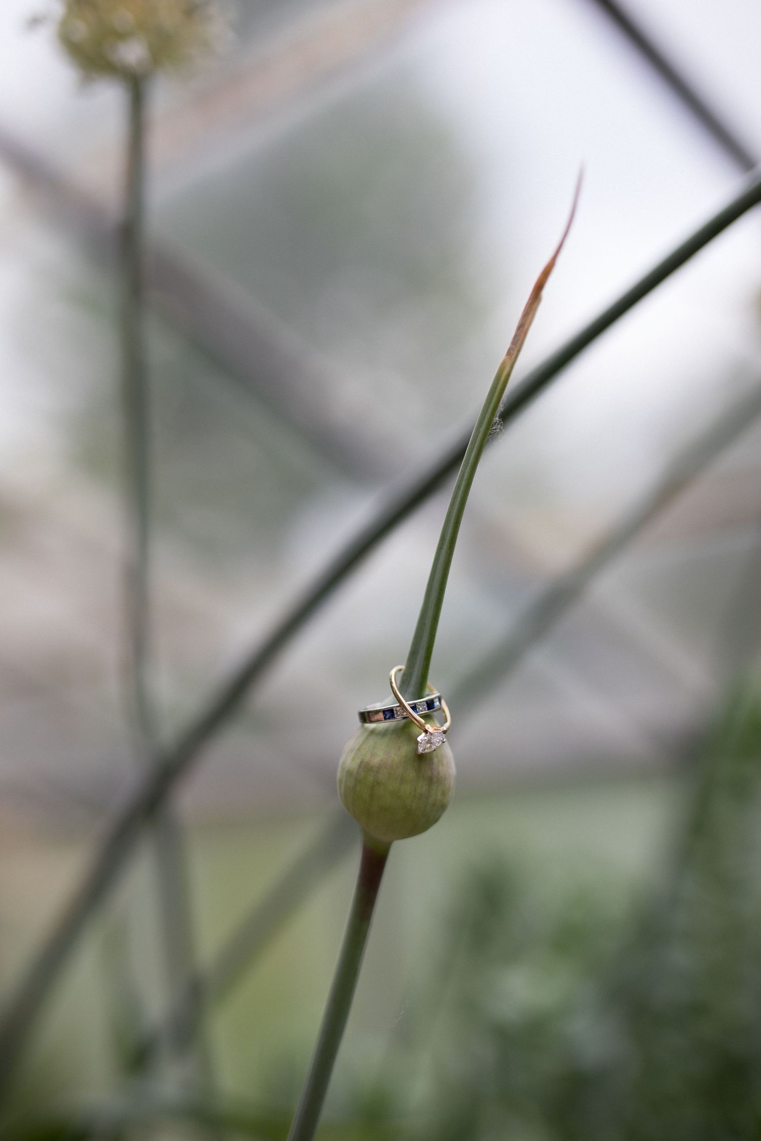 Wedding rings balanced on a green plant bud in a greenhouse setting.